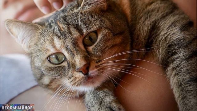 Какую Пользу Кошка Приносит Человеку? Как Кошки Лечат Людей? ¤ НЕОБЫЧАЙНОЕ смотреть онлайн