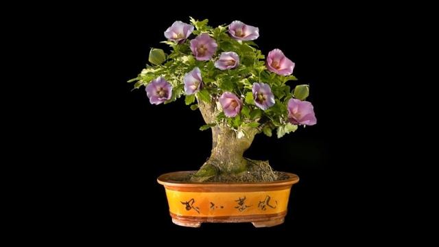 Bonsai Training Information Hibiscus Syriacus смотреть онлайн