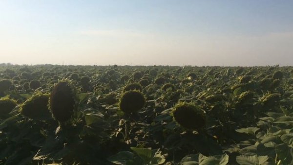 Euralis гибрид  ЕС НОВАМИС