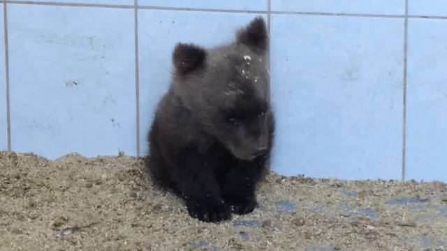 Третий малыш смотреть онлайн