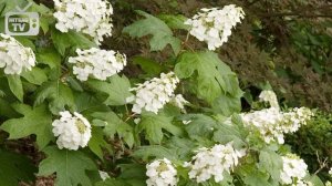 Гортензия дуболистная - Лучшие сорта. Как правильно выращивать цветы. Видео обзор Хитсад.