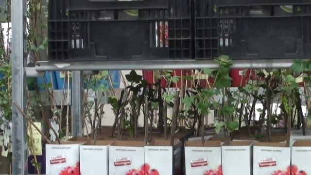 Ягодные кустарники в ассортименте смотреть онлайн