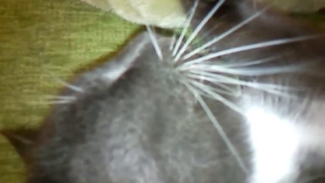 Степа разговаривает во сне смотреть онлайн