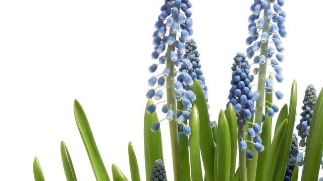 Blue Muscari / Grape Hyacinth Flowers Blooming - Daily Time-lapse Clip смотреть онлайн
