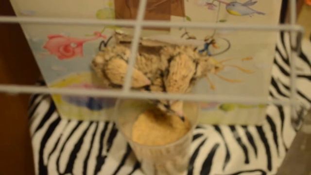 Перепелки купаются, я немного изменила клетку. смотреть онлайн