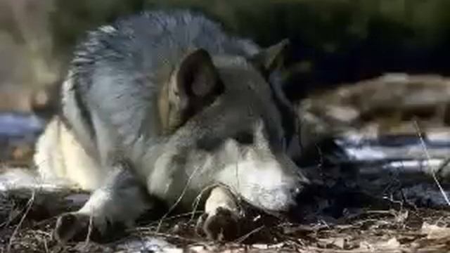 Серый волк смотреть онлайн