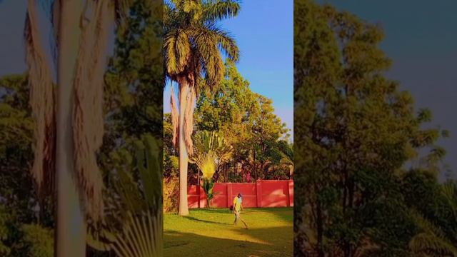 Grass cutting in affluent Africa New year 2024 смотреть онлайн