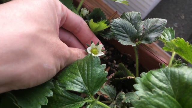 Garden Update (Apr 7) - more new growth смотреть онлайн