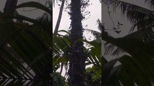 Parthenocissus tricuspidata,爬牆虎#shorts