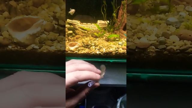 Распылитель для аквариума с мелкими пузырьками воздуха за 5 минут. смотреть онлайн