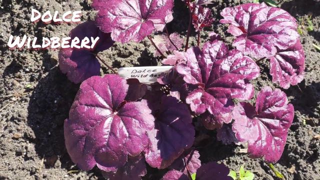 Гейхера Dolce Wildberry