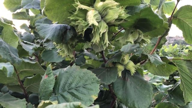 Промышленный сорт фундука Трапезунд смотреть онлайн