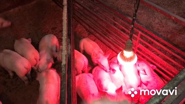 Свинка в охоте,а нужно её резать//Что делать? смотреть онлайн