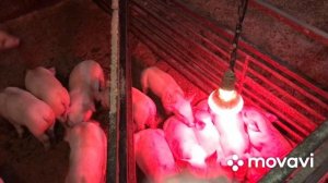 Свинка в охоте,а нужно её резать//Что делать?