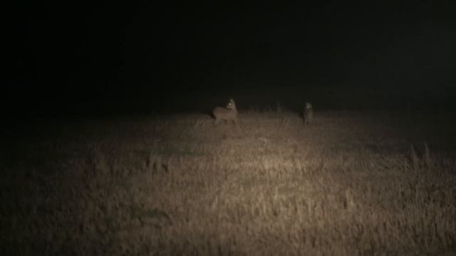 How to set up Pulsar XP50 Trail thermal night vision смотреть онлайн