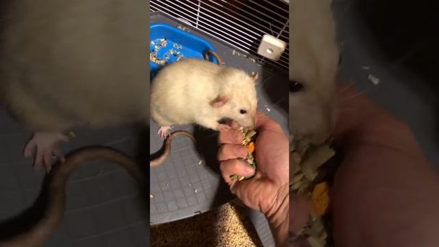 Забавные крысы | Funny rats смотреть онлайн