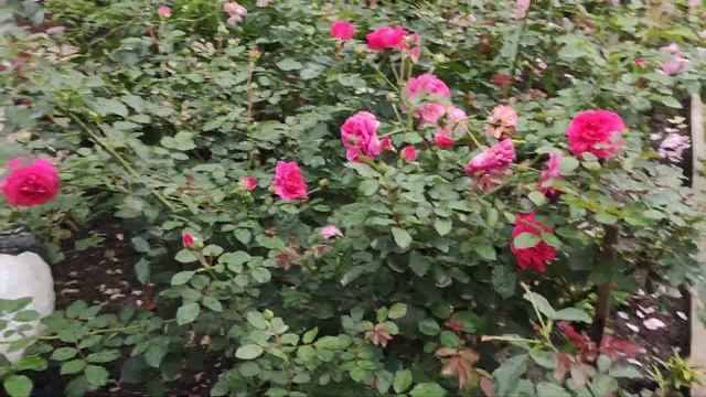 Самые здоровые розы ?в моём саду .Обработка от болезней? смотреть онлайн