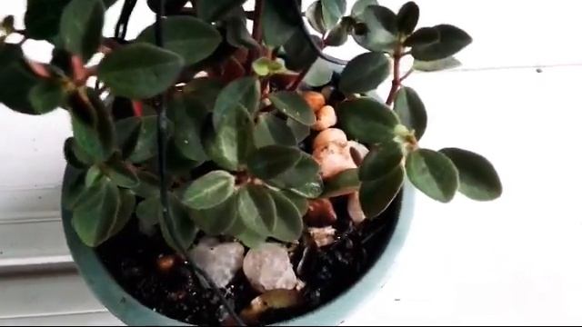 Peperomia Rubella