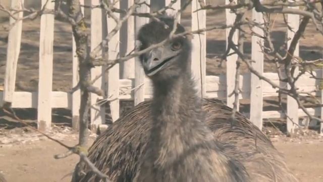 И вот мы в новостях) страусы Эму смотреть онлайн