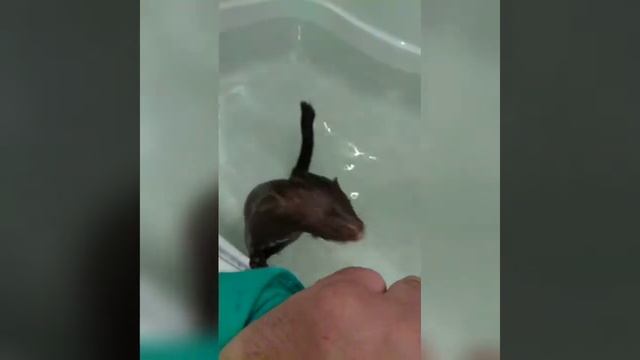 Норка в доме. смотреть онлайн