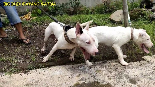 TERNAK BULL TERRIER X | GREBEK KANDANG ANJING | BULL TERRIER CROSS BREED WEST JAVA INDONESIA смотреть онлайн