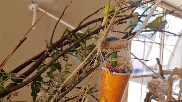 Budgie TV: Happy Playful Budgie Sounds, Company For Lonely Birds