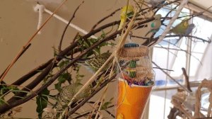 Budgie TV: Happy Playful Budgie Sounds, Company for Lonely Birds