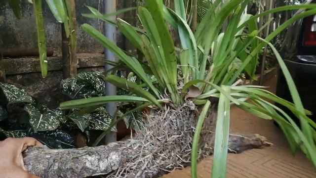 Kerala forest Orchid breed (indian) смотреть онлайн