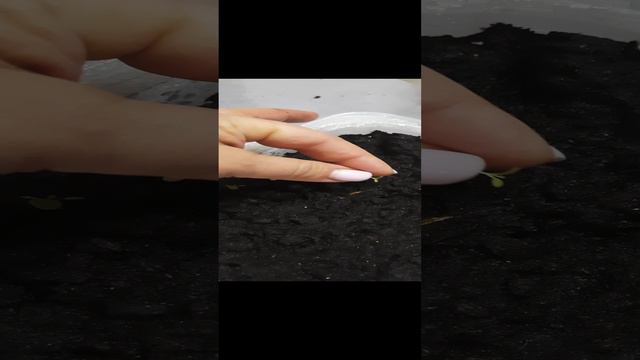 питунья....начало