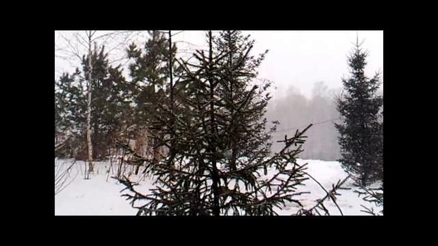 Видео. Красивые хвойные деревья .