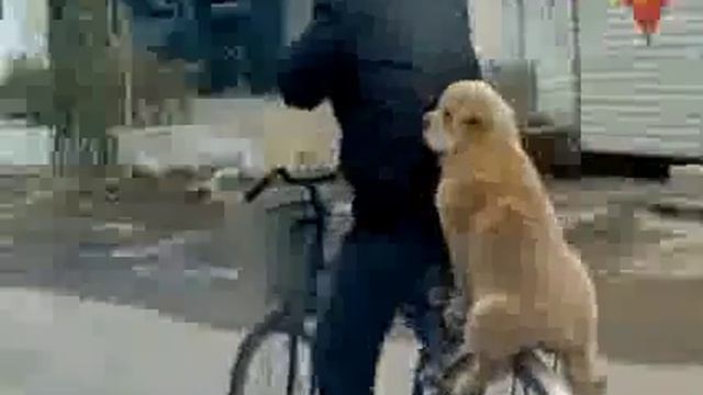 Садись на багажник смотреть онлайн