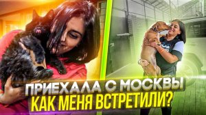 Приехала из Москвы. Как встречают хвостики. Закупка еды кошкам. Обзор всех собачек.