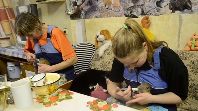 Выкармливание детенышей капибары смотреть онлайн