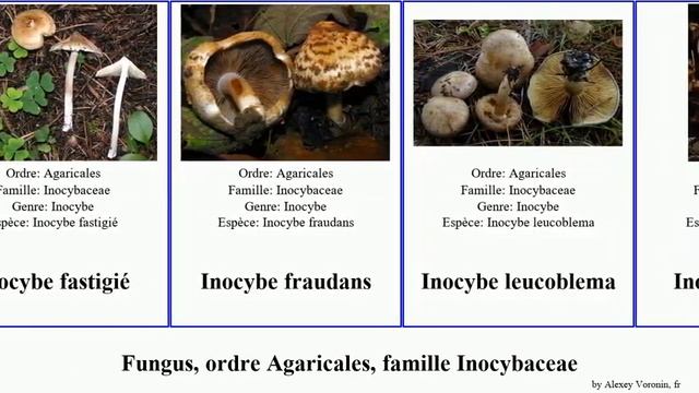 Fungus, ordre Agaricales, famille Inocybaceae inocybe Crepidotus TrackTribe leucoblema Attempt смотреть онлайн