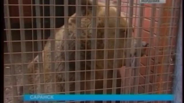 Семья бурых медведей в саранском зоопарке ждет пополнение смотреть онлайн