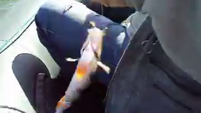 Клев окуня осенью на Николаевке