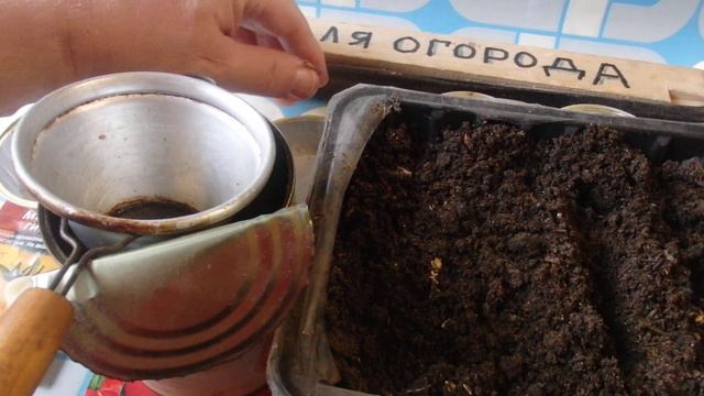 ЖАЛЕЮ, что РАНЬШЕ ТАК НЕ СЕЯЛ  СЕМЕНА ТОМАТОВ ! Теперь сею ТОЛЬКО ТАК!