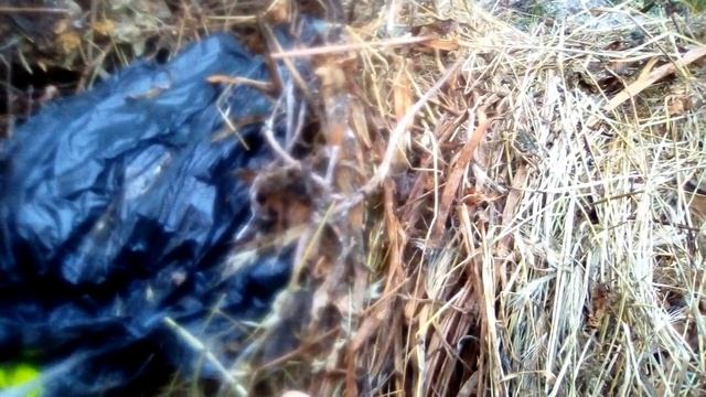 Часть 2. Как правильно использовать живую бактерию Сенной палочки в своем розарии или саду? смотреть онлайн