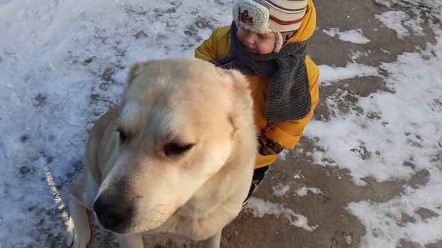 алабай и ребенок смотреть онлайн