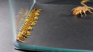 ЖЁЛТЫЙ СКОРПИОН ПРОТИВ КОВАРНОЙ СКОЛОПЕНДРЫ В СМЕРТЕЛЬНОЙ СХВАТКЕ