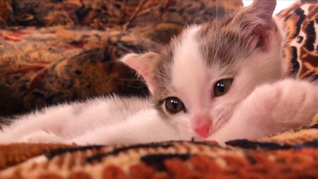 Милый котёнок глухой кошки потерял маму смотреть онлайн