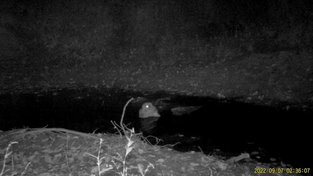 Серая неясыть, национальный парк 