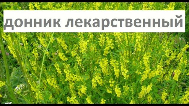 как лечить куриную слепоту ? БОЛЕЗНИ ГЛАЗ ❀✿❀ смотреть онлайн