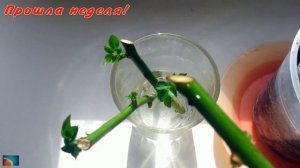 Как укоренить розу из букета? Укореняем 3 способами,смотрим какой лучше и быстрее.( часть 2 )