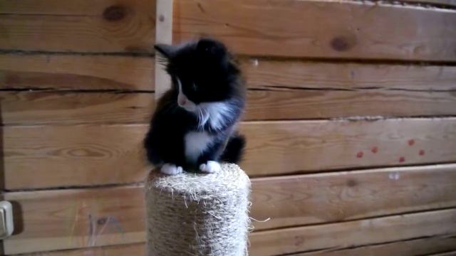 Норвежский лесной котенок Silvester On Fashion Peak, 1,5 месяца смотреть онлайн