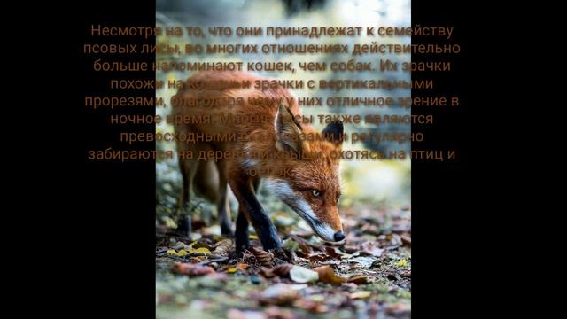 Факты о диких животных смотреть онлайн