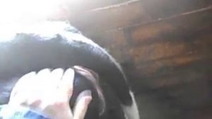 ПРИЗНАКИ БЛИЗКОГО ОТЕЛА У КОРОВЫ. СКОЛЬКО ХОДИТ БЕРЕМЕННАЯ КОРОВА 9 МЕС. ИЛИ 285 ДНЕЙ