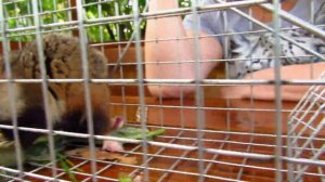 Пойман хомяк карбыш.