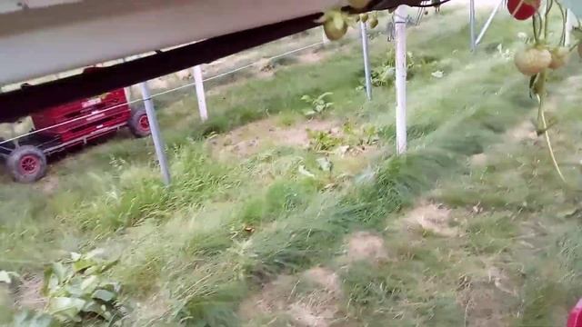 4/1 Как собирают клубнику на фермах в Великобритании (1-е из 4-х коротких видео) смотреть онлайн