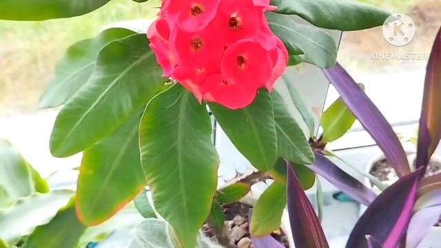 ?Обзор комнатных растений/Красивые и приятные на ощупь/Часть 3? смотреть онлайн